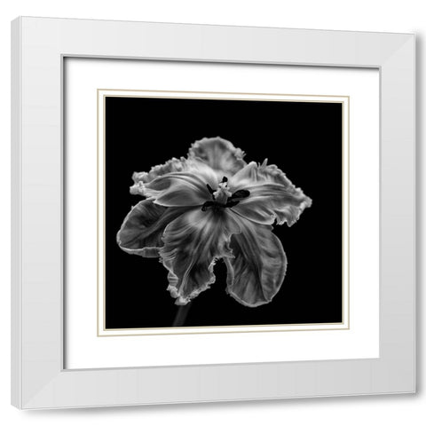 Parrot Tulip White Modern Wood Framed Art Print with Double Matting by Gronkjaer, Lotte