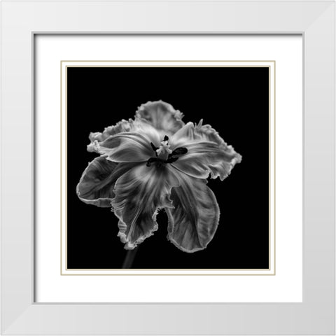 Parrot Tulip White Modern Wood Framed Art Print with Double Matting by Gronkjaer, Lotte