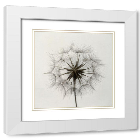 Tragopogon White Modern Wood Framed Art Print with Double Matting by Gronkjaer, Lotte