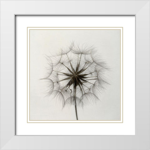 Tragopogon White Modern Wood Framed Art Print with Double Matting by Gronkjaer, Lotte