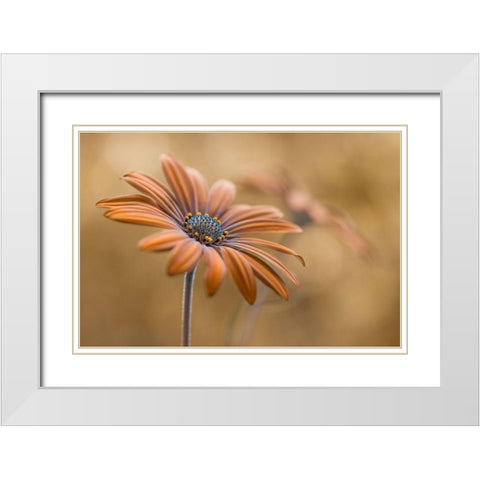 Summer glow White Modern Wood Framed Art Print with Double Matting by Disher, Mandy