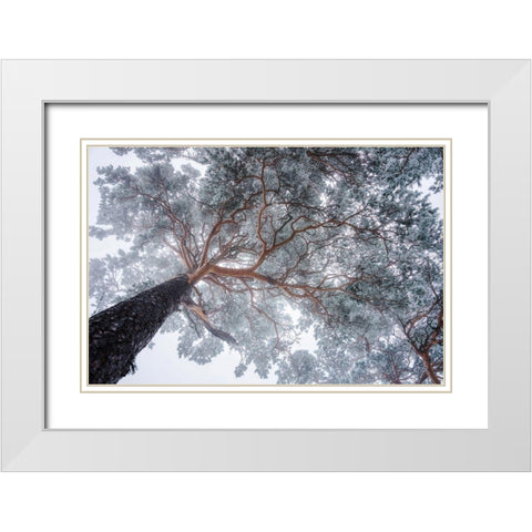 Winter tree lines White Modern Wood Framed Art Print with Double Matting by Krivec, Ales