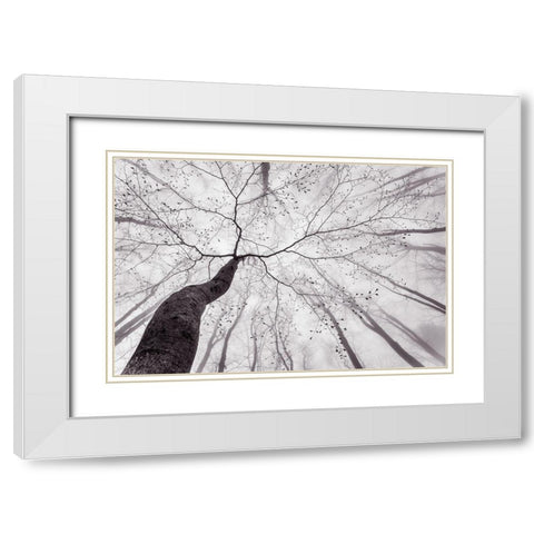 A view of the tree crown White Modern Wood Framed Art Print with Double Matting by Pavlasek, Tom