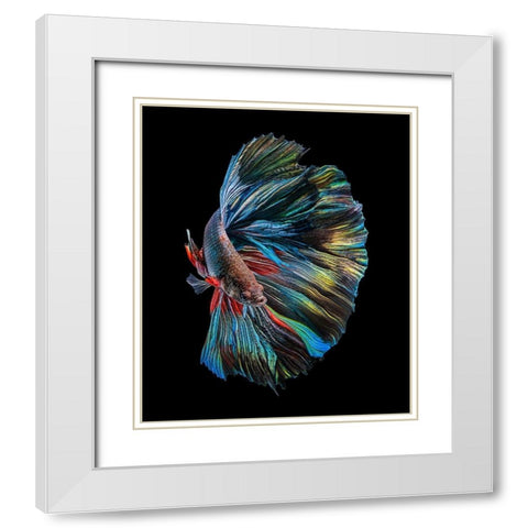 The  Betta Fish White Modern Wood Framed Art Print with Double Matting by Halil, Andi
