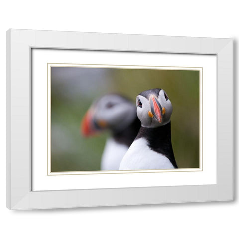 Posing Puffin White Modern Wood Framed Art Print with Double Matting by Petterson, Olof