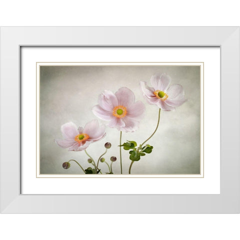 Anemones White Modern Wood Framed Art Print with Double Matting by Disher, Mandy