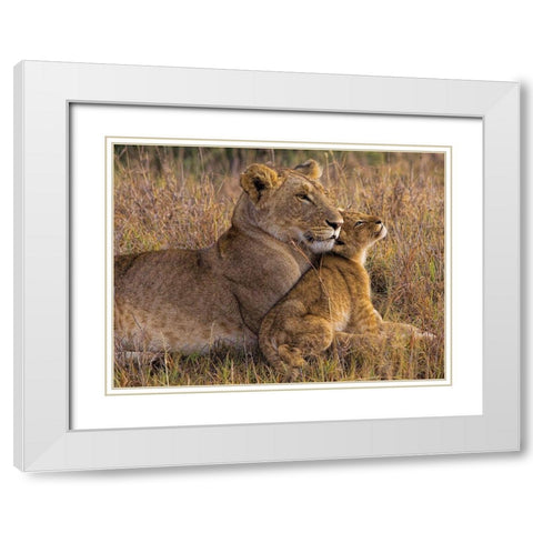 Baby Lion with Mother White Modern Wood Framed Art Print with Double Matting by Jager, Henry
