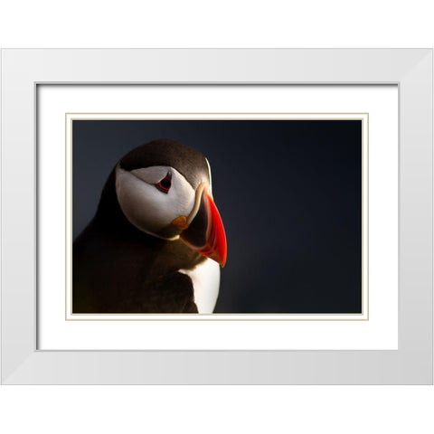 Puffin portrait White Modern Wood Framed Art Print with Double Matting by Ennedi