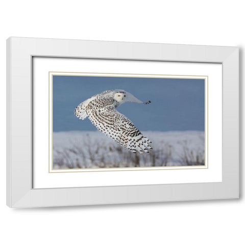 Snowy Owl White Modern Wood Framed Art Print with Double Matting by Costina, Mircea