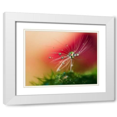 Red Morning White Modern Wood Framed Art Print with Double Matting by Westum, Heidi