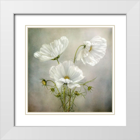Cosmos Charm White Modern Wood Framed Art Print with Double Matting by Disher, Mandy