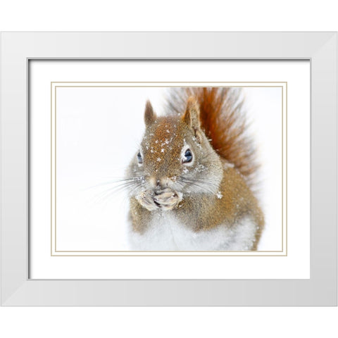 Christmas Squirrel White Modern Wood Framed Art Print with Double Matting by Costina, Mircea