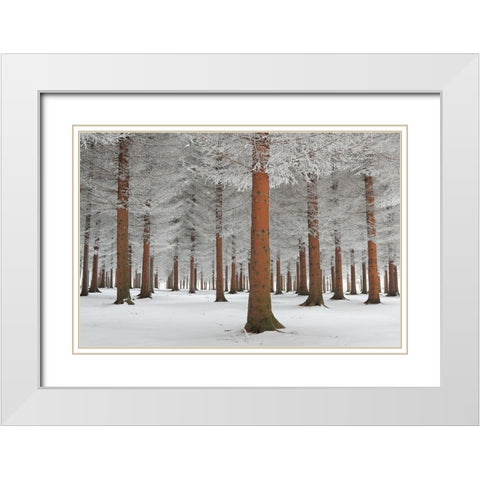magical forest White Modern Wood Framed Art Print with Double Matting by Petrovic, Dragisa