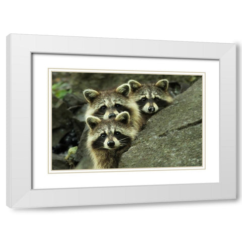 Tres Banditos White Modern Wood Framed Art Print with Double Matting by Costina, Mircea