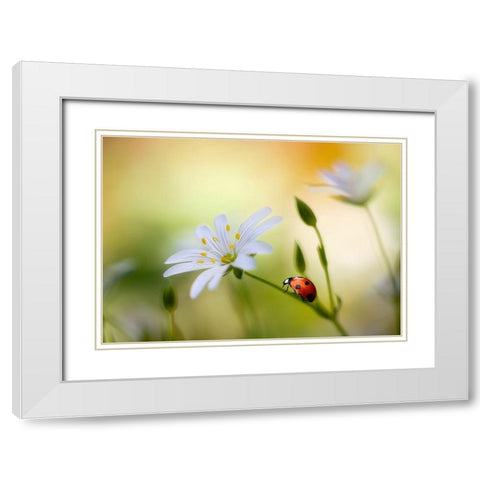Summer beauties White Modern Wood Framed Art Print with Double Matting by Disher, Mandy
