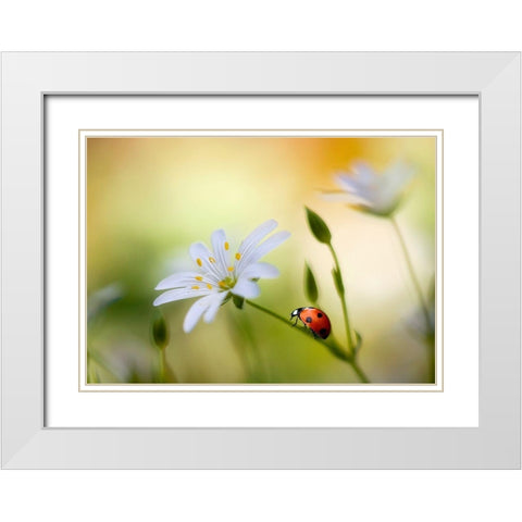 Summer beauties White Modern Wood Framed Art Print with Double Matting by Disher, Mandy