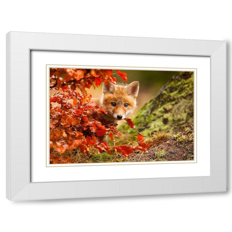 Fox White Modern Wood Framed Art Print with Double Matting by Adamec, Robert