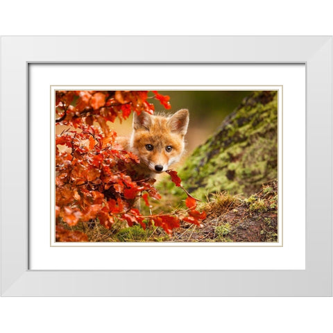 Fox White Modern Wood Framed Art Print with Double Matting by Adamec, Robert