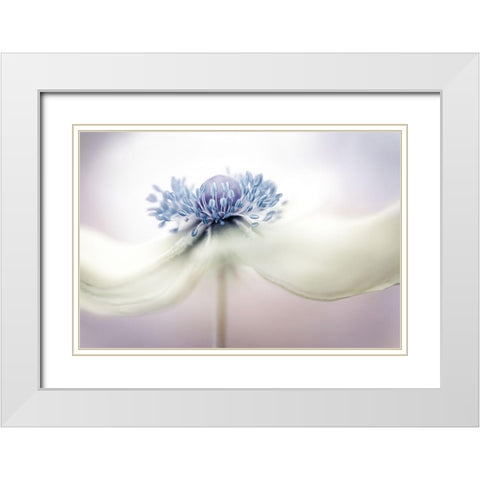 a n e m o n e White Modern Wood Framed Art Print with Double Matting by Disher, Mandy