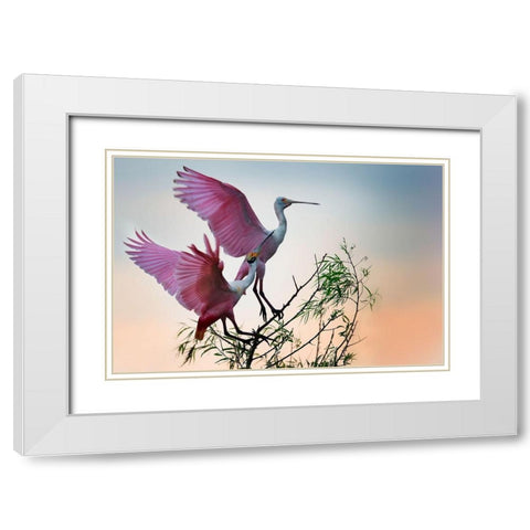 Two Roseate Spoonbills White Modern Wood Framed Art Print with Double Matting by Chang, Phillip