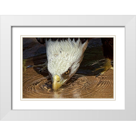 Cool Drink on a Hot Day White Modern Wood Framed Art Print with Double Matting by Cox, Mark