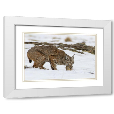 Bob the cat White Modern Wood Framed Art Print with Double Matting by Verdon