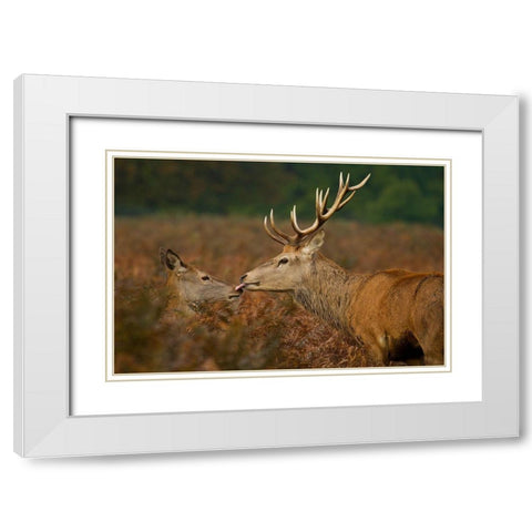 Stolen Kiss White Modern Wood Framed Art Print with Double Matting by Saxby, Val