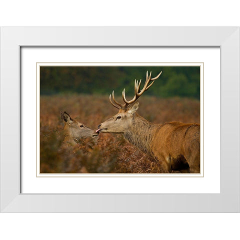 Stolen Kiss White Modern Wood Framed Art Print with Double Matting by Saxby, Val