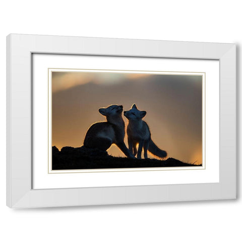 Arctic Fox White Modern Wood Framed Art Print with Double Matting by Mala, Arne K