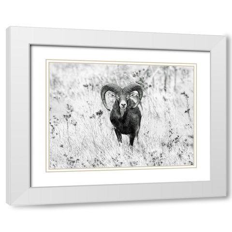 The Stare White Modern Wood Framed Art Print with Double Matting by Merino, Nicolas
