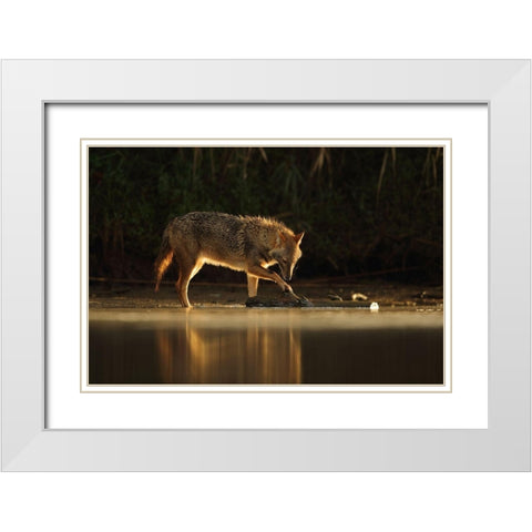 Jackal Morning Play White Modern Wood Framed Art Print with Double Matting by Gavra, Assaf