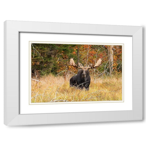 Bull Moose, Algonquin park White Modern Wood Framed Art Print with Double Matting by Cumming, Jim