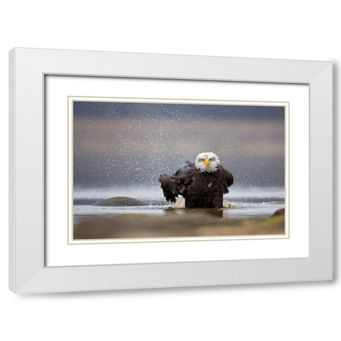 Bald Eagle White Modern Wood Framed Art Print with Double Matting by Zygmunt, Milan