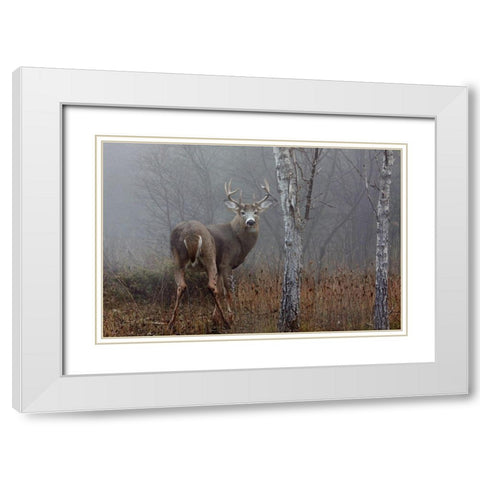 White-tailed buck in the autumn fog White Modern Wood Framed Art Print with Double Matting by Cumming, Jim
