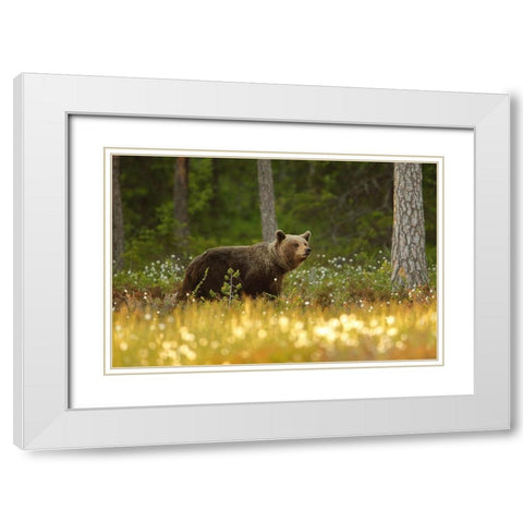 Brown Bear White Modern Wood Framed Art Print with Double Matting by Gavra, Assaf