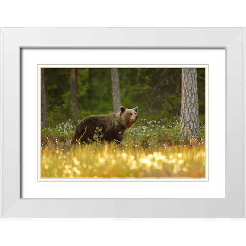 Brown Bear White Modern Wood Framed Art Print with Double Matting by Gavra, Assaf