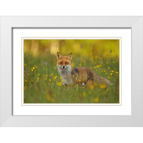 Red Fox White Modern Wood Framed Art Print with Double Matting by Gavra, Assaf