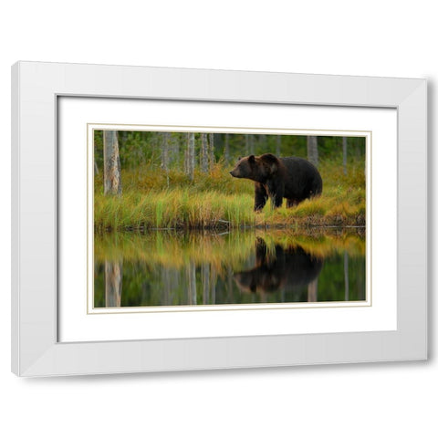 Bear and fish White Modern Wood Framed Art Print with Double Matting by Gavra, Assaf