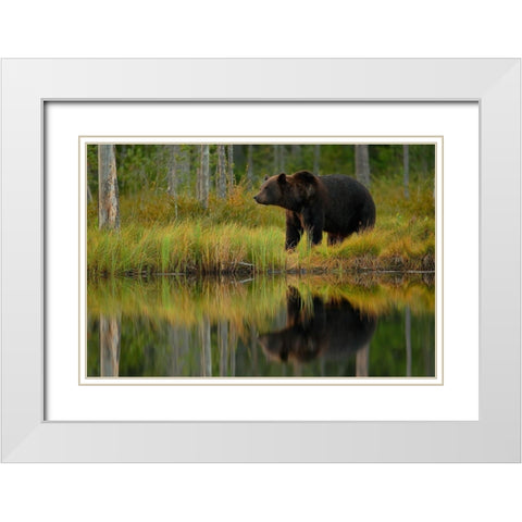 Bear and fish White Modern Wood Framed Art Print with Double Matting by Gavra, Assaf