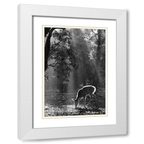 A fawn in the forest White Modern Wood Framed Art Print with Double Matting by Matsui, Yoshinori
