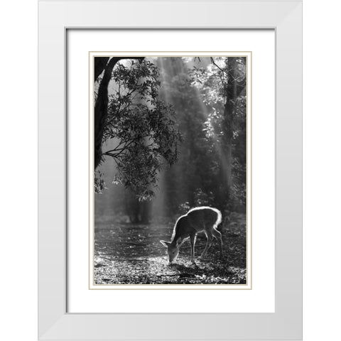 A fawn in the forest White Modern Wood Framed Art Print with Double Matting by Matsui, Yoshinori