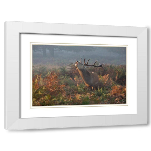 Bellowing Stag Deer White Modern Wood Framed Art Print with Double Matting by Meswani, Prashant