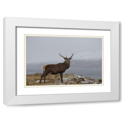 Proud White Modern Wood Framed Art Print with Double Matting by Uhlig, Dieter