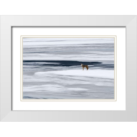 The Howl of the Coyote White Modern Wood Framed Art Print with Double Matting by Artus, Miquel Angel