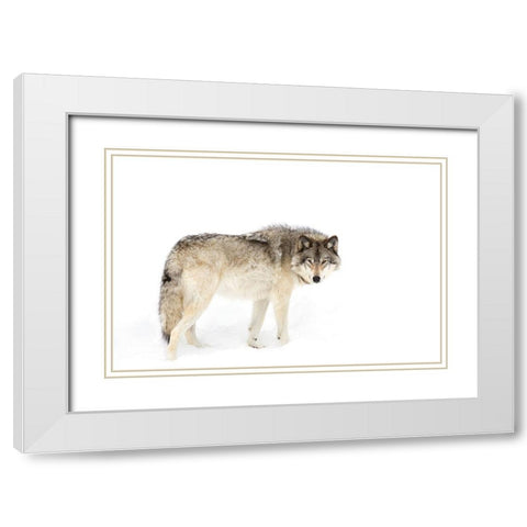 Canadian Timber wolf walking through the snow White Modern Wood Framed Art Print with Double Matting by Cumming, Jim
