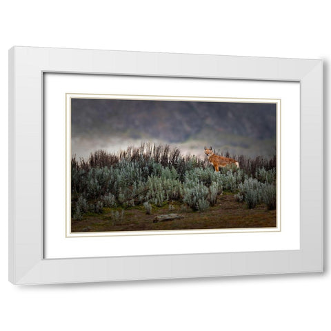 Ethiopian Wolf White Modern Wood Framed Art Print with Double Matting by Marchegiani, Roberto