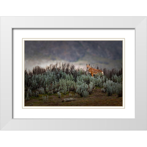 Ethiopian Wolf White Modern Wood Framed Art Print with Double Matting by Marchegiani, Roberto
