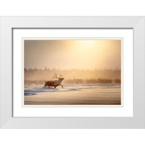 Alpha male White Modern Wood Framed Art Print with Double Matting by Minar, Patrik