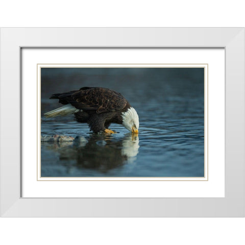 Bald eagle drink White Modern Wood Framed Art Print with Double Matting by Ferraro, Valerio
