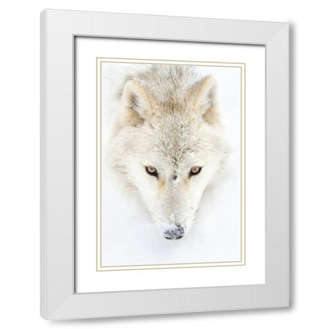 Arctic Wolf Closeup White Modern Wood Framed Art Print with Double Matting by Cumming, Jim
